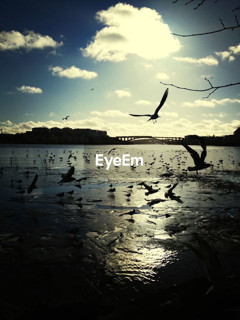 FLOCK OF BIRDS ON WATER