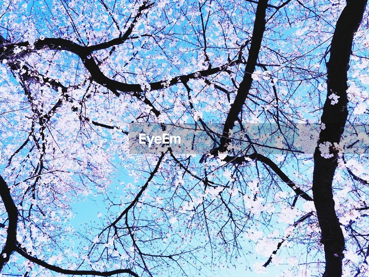 LOW ANGLE VIEW OF FLOWER TREE