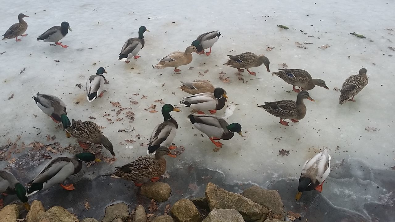 FLOCK OF BIRDS IN WATER