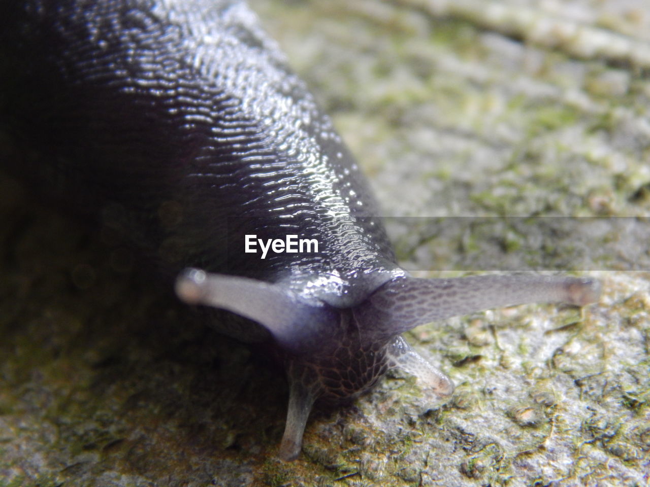 HIGH ANGLE VIEW OF A LIZARD