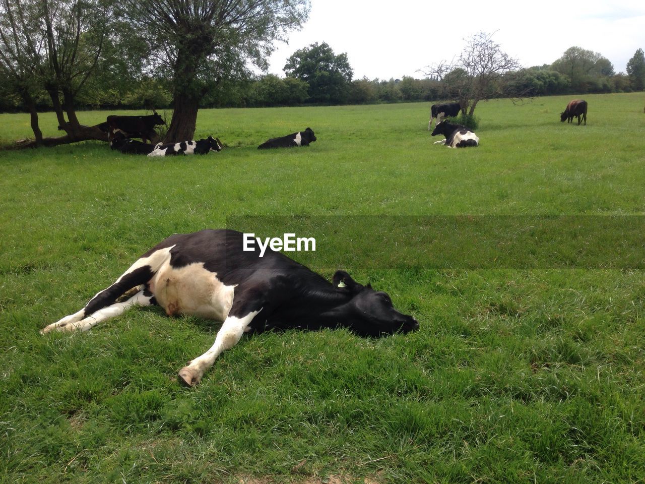 HORSES GRAZING ON FIELD