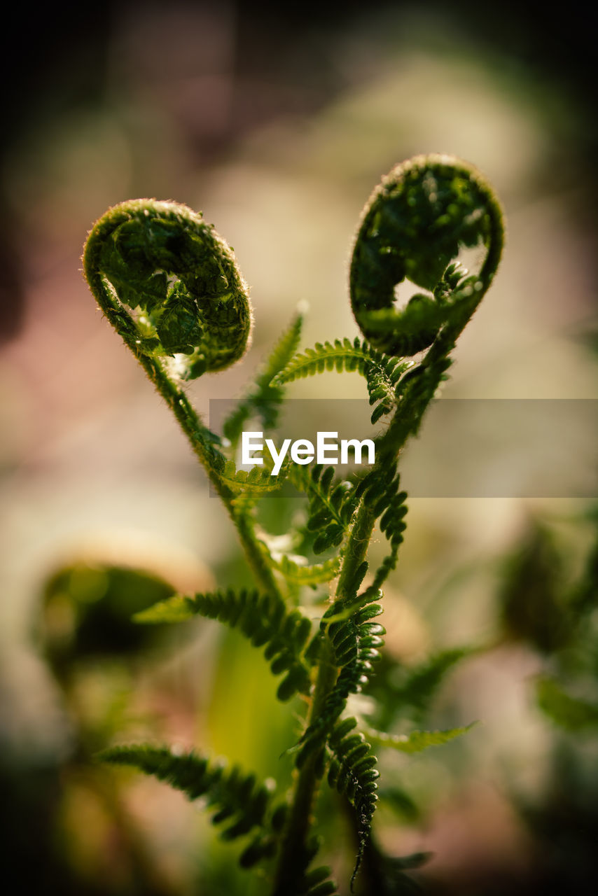 CLOSE-UP OF WATER DROPS ON PLANT