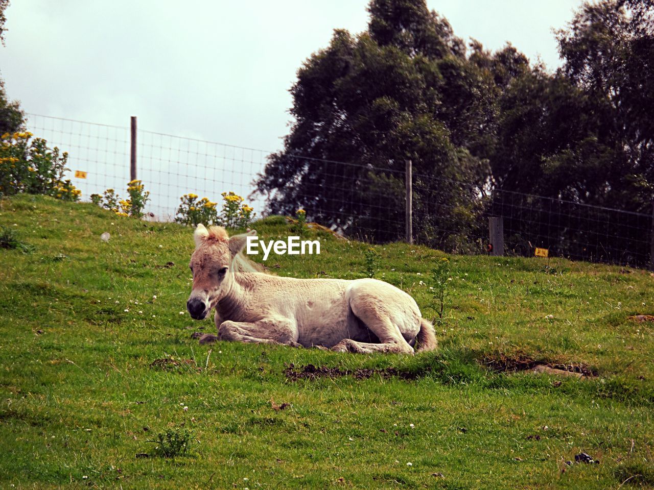 DOG RESTING ON GRASSY FIELD