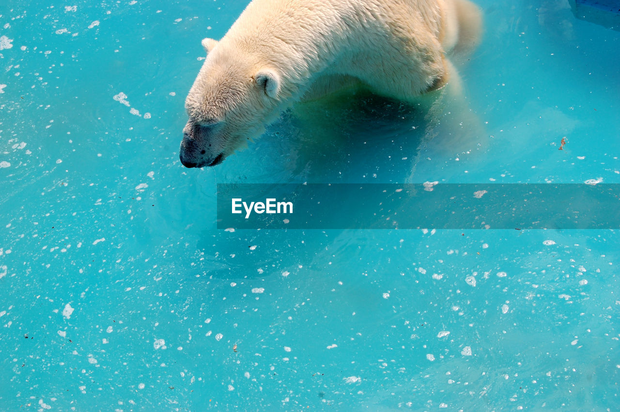 Close-up of polar bear in water
