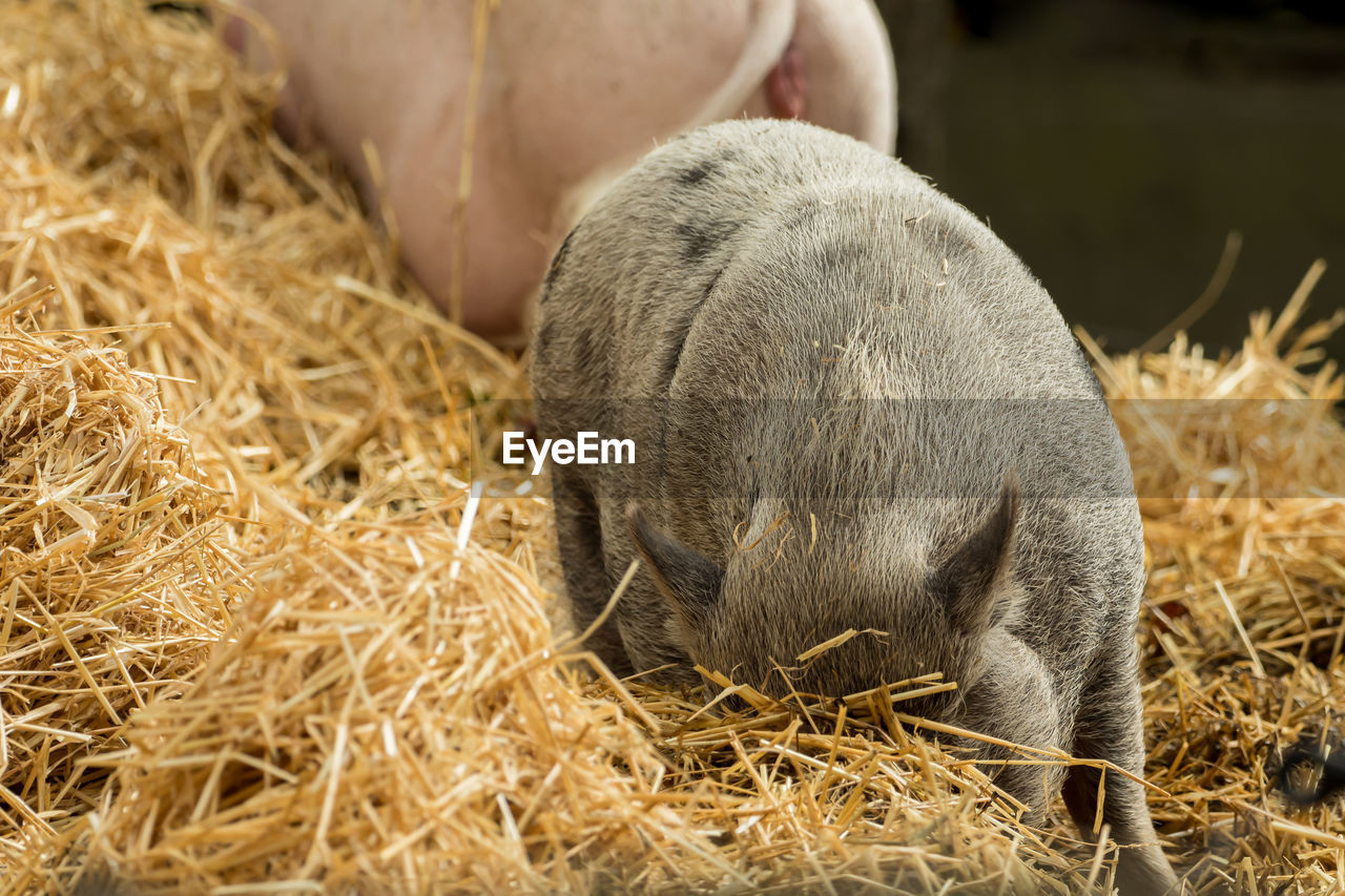 CLOSE-UP OF A SLEEPING ON HAY