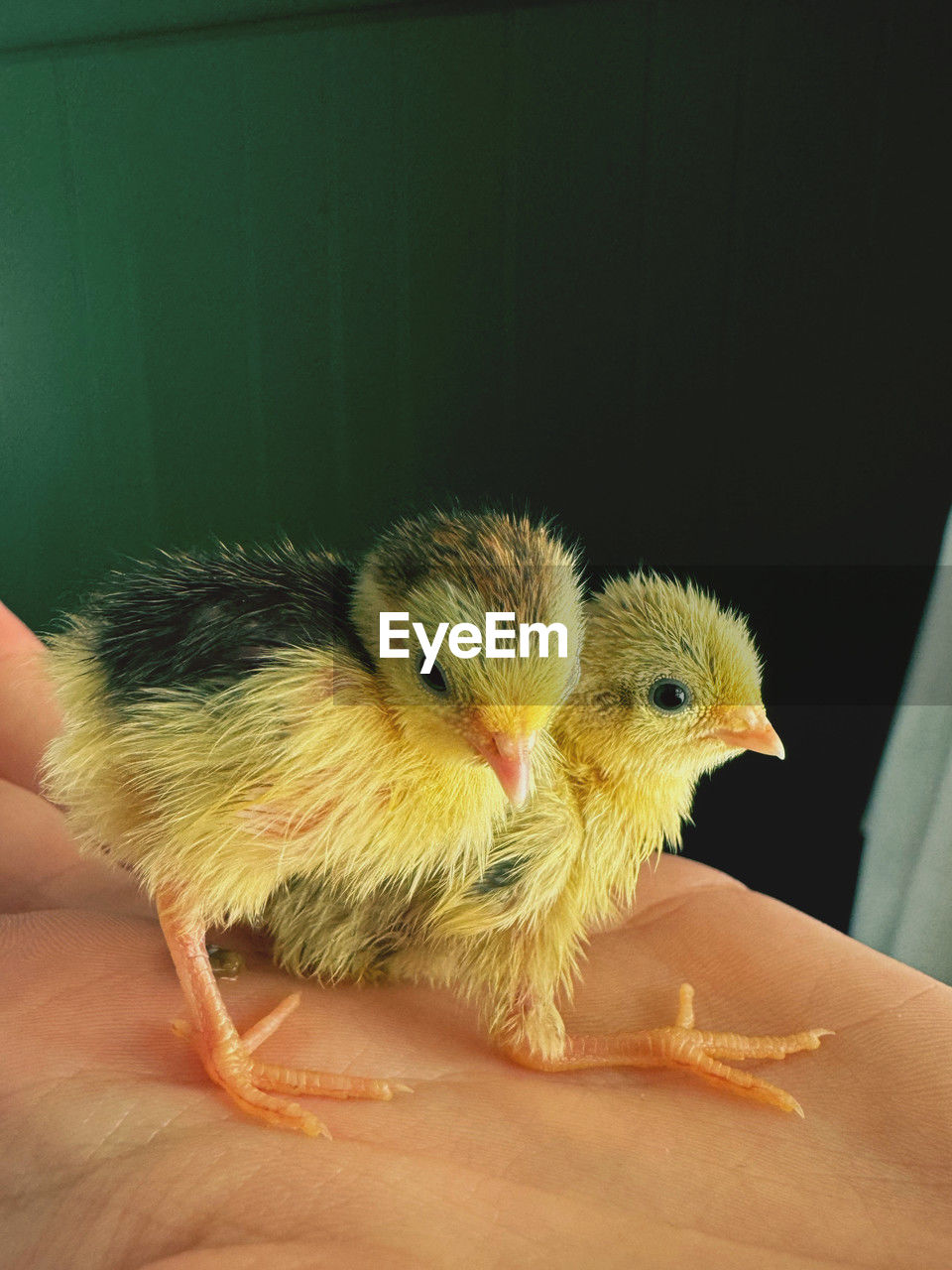 animal themes, animal, hand, bird, pet, young bird, young animal, domestic animals, beak, yellow, holding, baby chicken, livestock, chicken, close-up, indoors, mammal, one person, one animal, cute, focus on foreground, finger