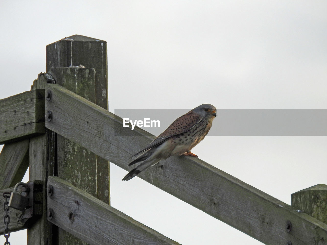 Low angle view of bird perching on wooden fence