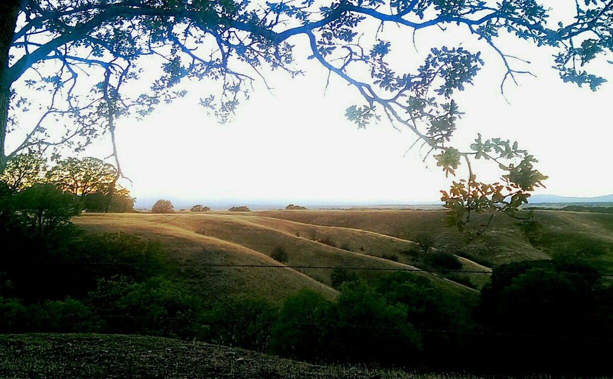 TREES ON GRASSY FIELD