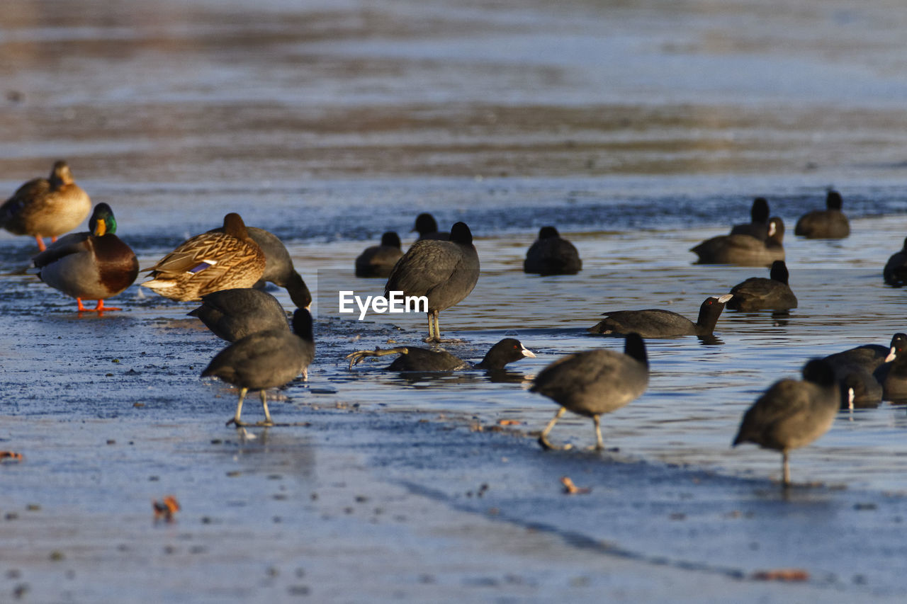 Mallard and the coot on the frozen soderica lake, croatia