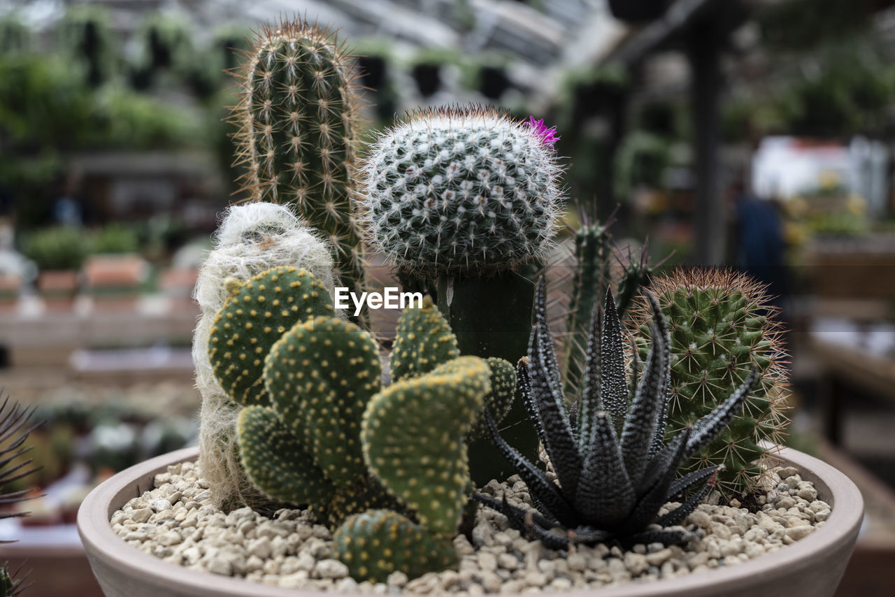 cactus, succulent plant, plant, growth, thorn, potted plant, nature, spiked, flower, no people, barrel cactus, sharp, green, houseplant, day, botany, beauty in nature, focus on foreground, outdoors, close-up, flowerpot, san pedro cactus