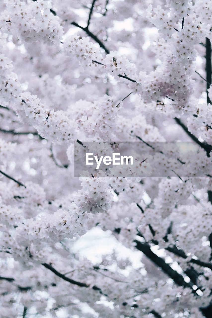 branch, freezing, backgrounds, full frame, no people, cherry blossom, snow, plant, flower, winter, beauty in nature, nature, tree, fragility, close-up, frost, springtime, white, blossom, growth, day, freshness, flowering plant, outdoors, pattern, spring, leaf, abstract, cold temperature