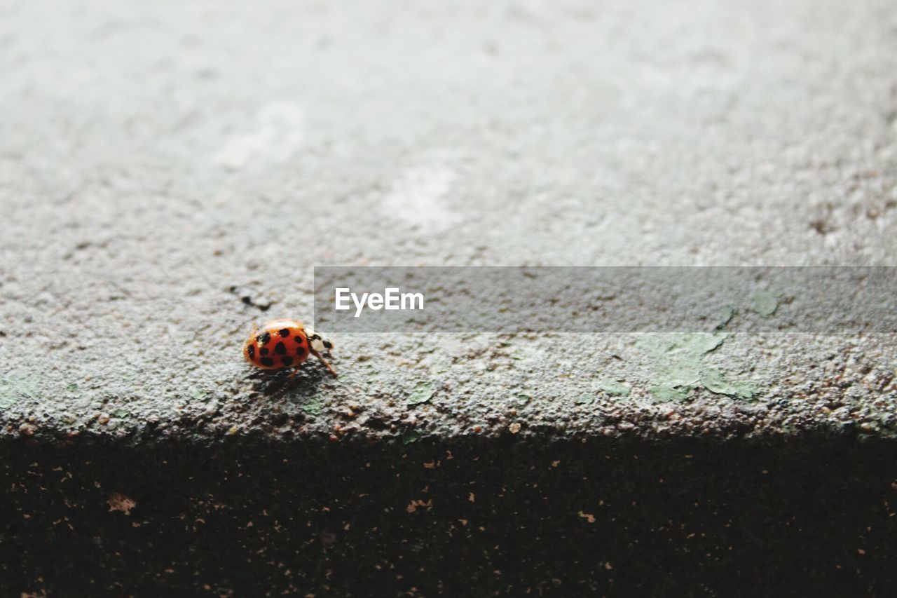 Close-up of ladybug