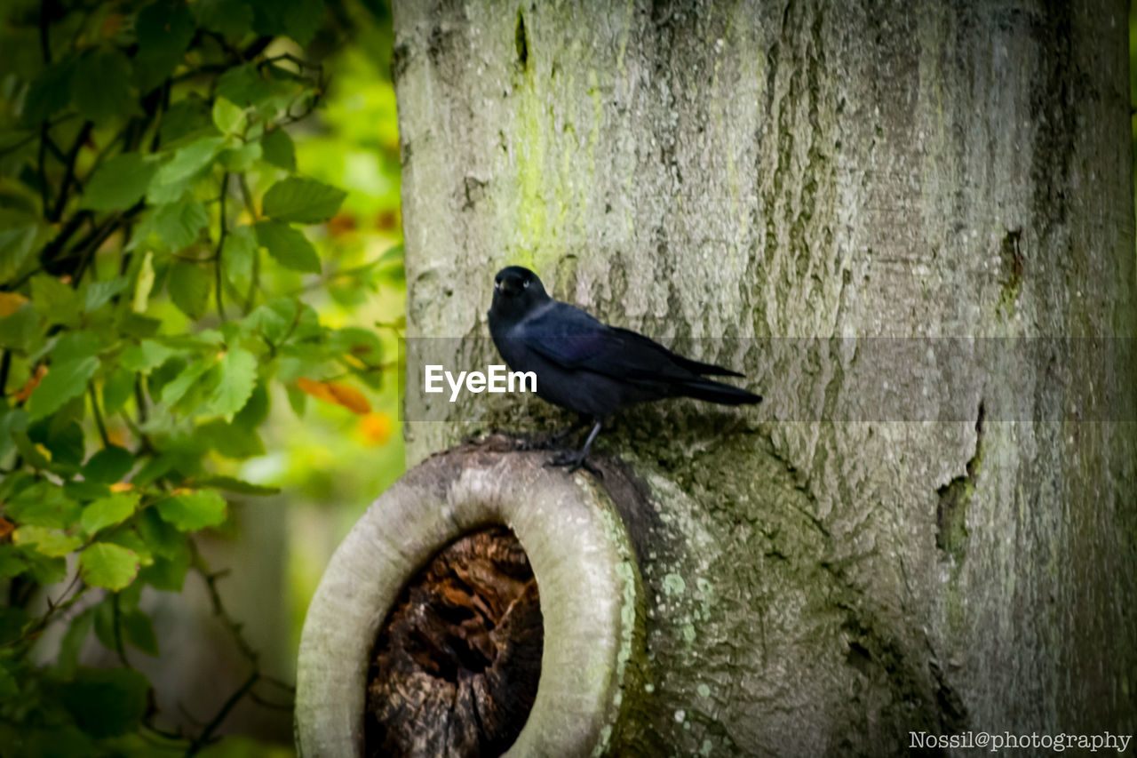 VIEW OF BIRD PERCHING ON TREE TRUNK