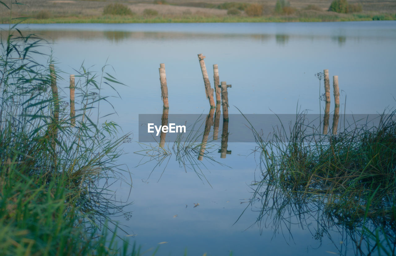 PLANTS IN LAKE