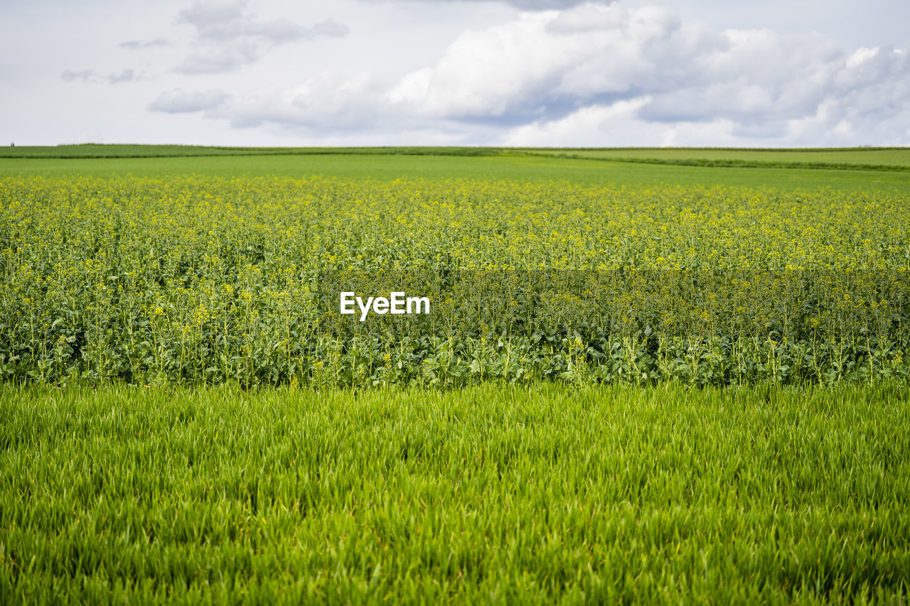 landscape, field, plant, land, environment, rural scene, agriculture, rapeseed, sky, food, grassland, crop, cloud, growth, green, plain, nature, beauty in nature, produce, flower, scenics - nature, farm, prairie, canola, meadow, tranquility, vegetable, tranquil scene, rural area, cereal plant, pasture, day, no people, grass, horizon over land, outdoors, freshness, horizon, food and drink, idyllic, paddy field, abundance, non-urban scene, springtime