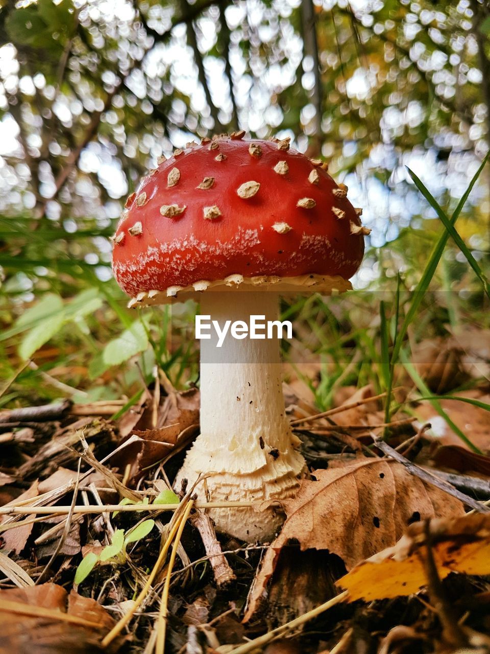 CLOSE-UP OF FLY MUSHROOM IN TREE