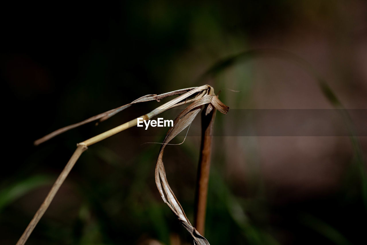 CLOSE-UP OF A PLANT