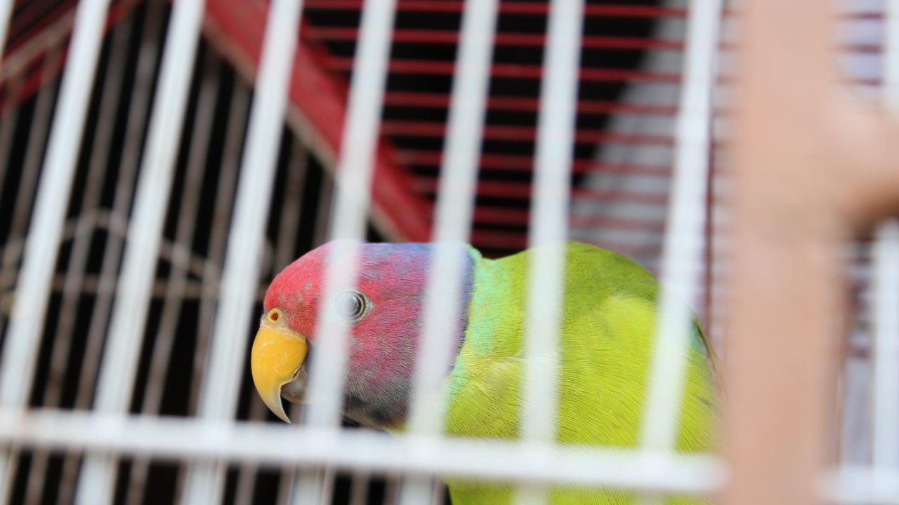 Close-up of parrot perching in cage