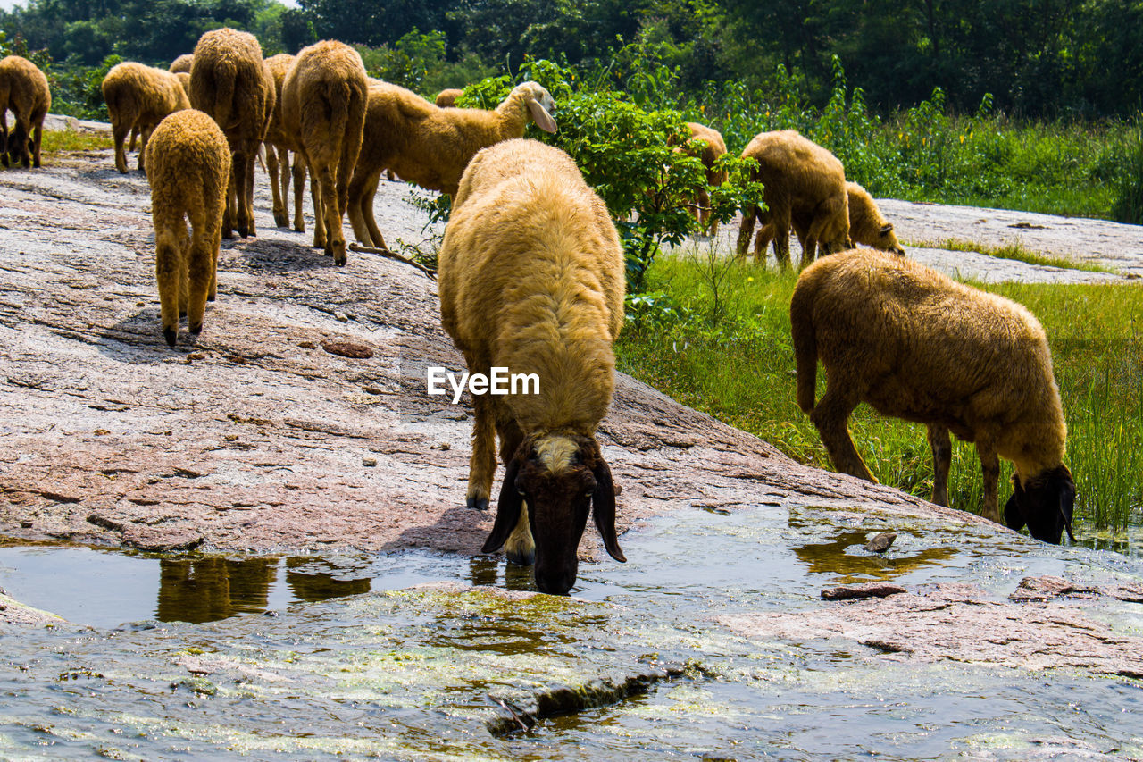 Thirsty sheep drinking water