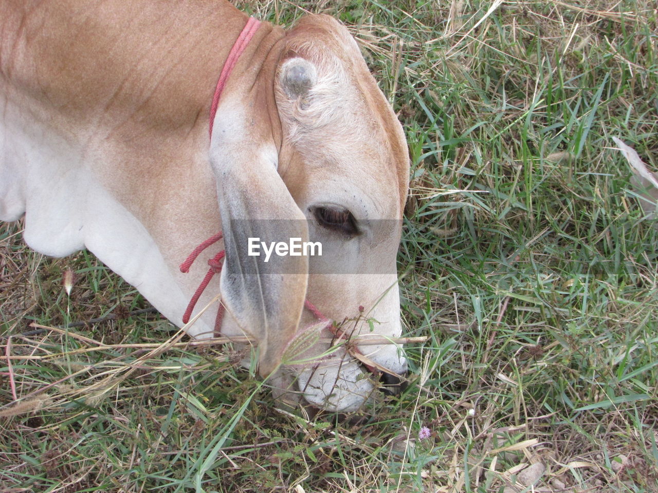 CLOSE-UP OF A DOG ON FIELD