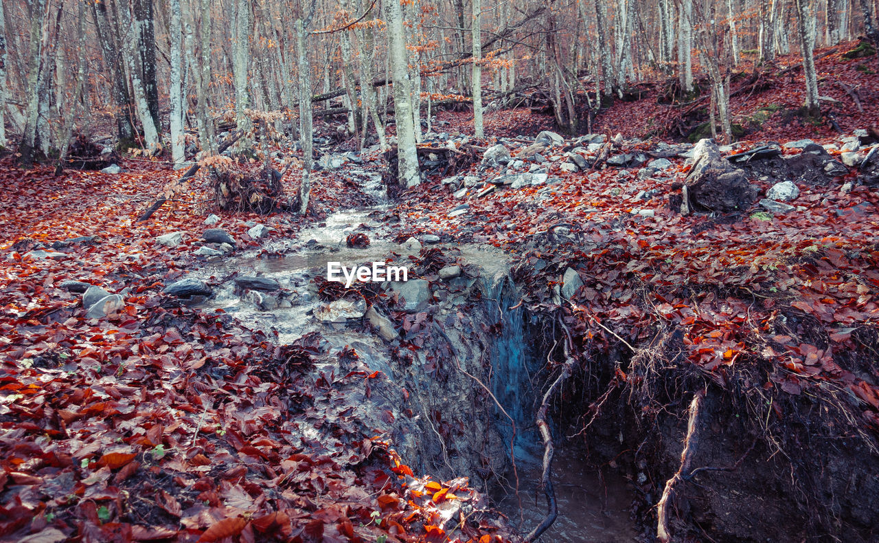 VIEW OF PLANTS IN FOREST