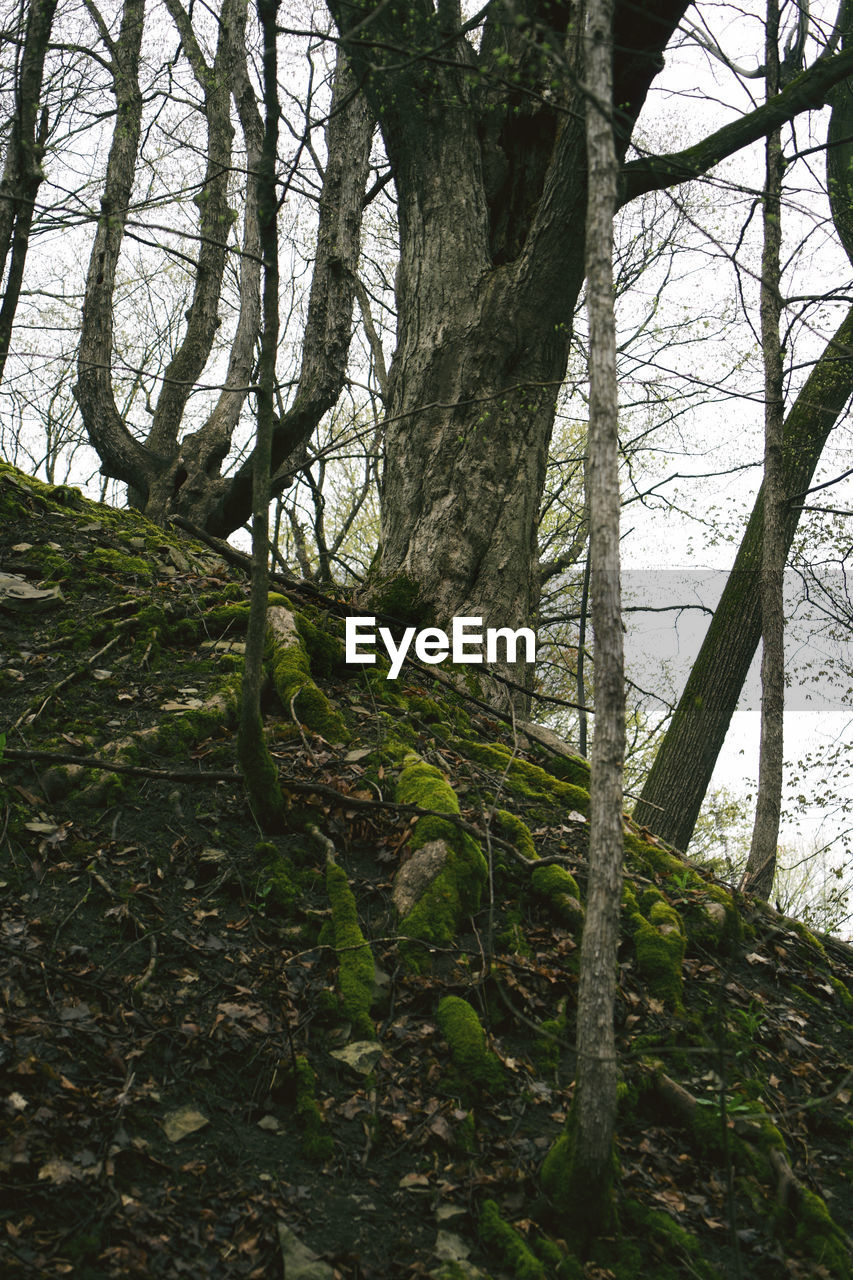 VIEW OF TREES IN FOREST