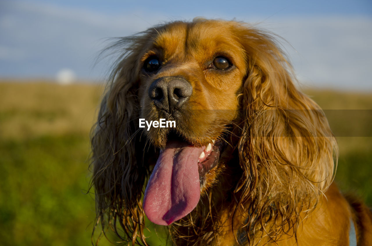 Close-up of cocker spaniel outdoors