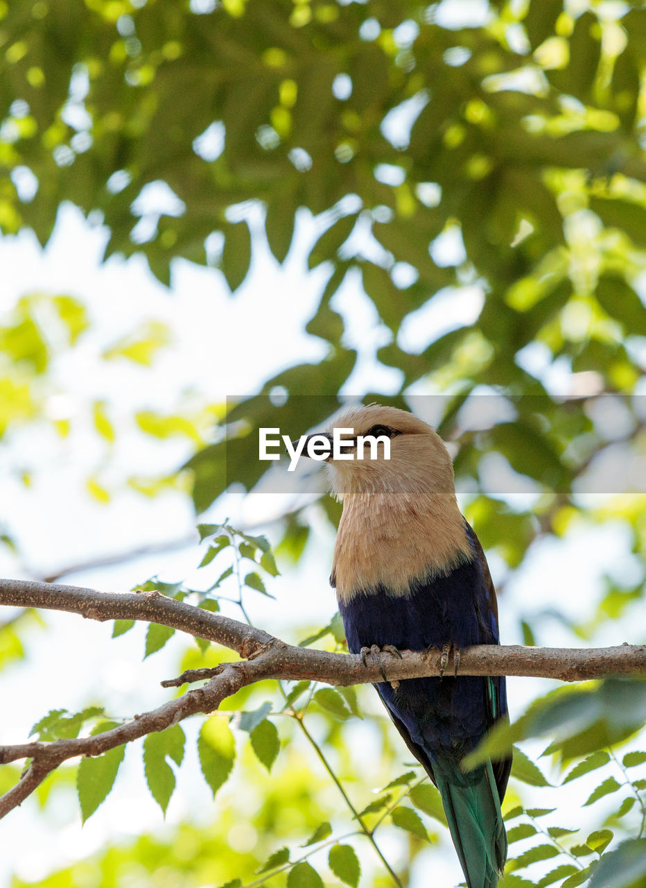 Low angle view of bird perching on tree