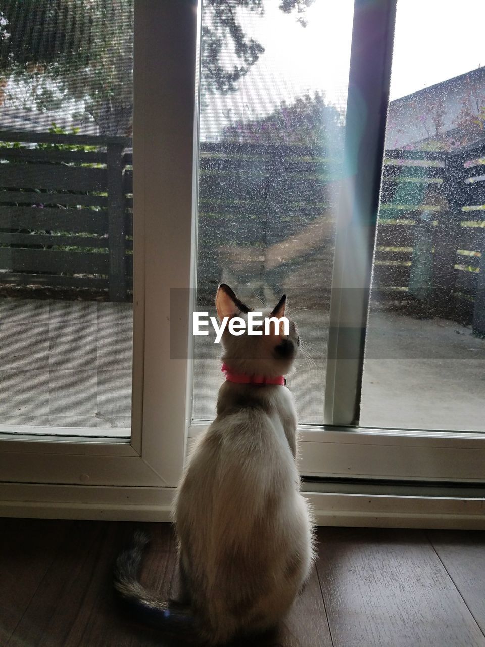 CAT SITTING ON WINDOW