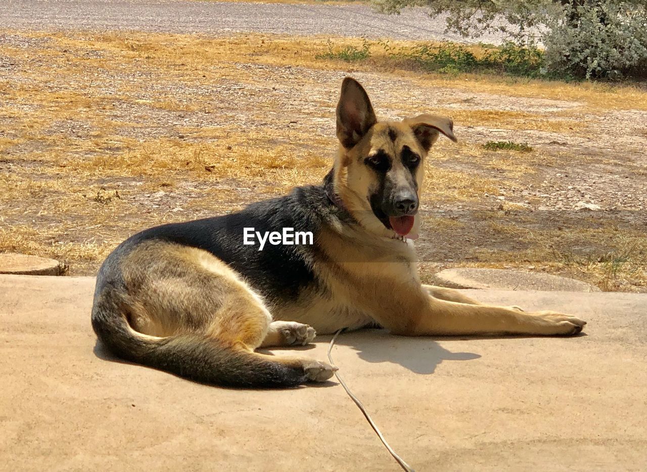 PORTRAIT OF A DOG SITTING ON THE GROUND