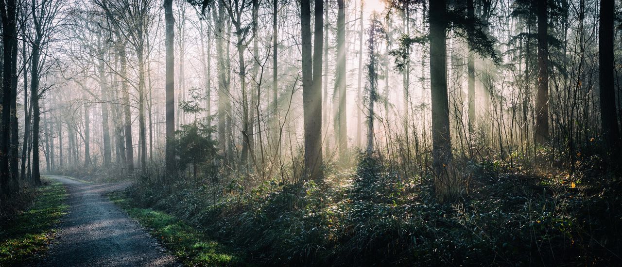 Footpath passing through forest