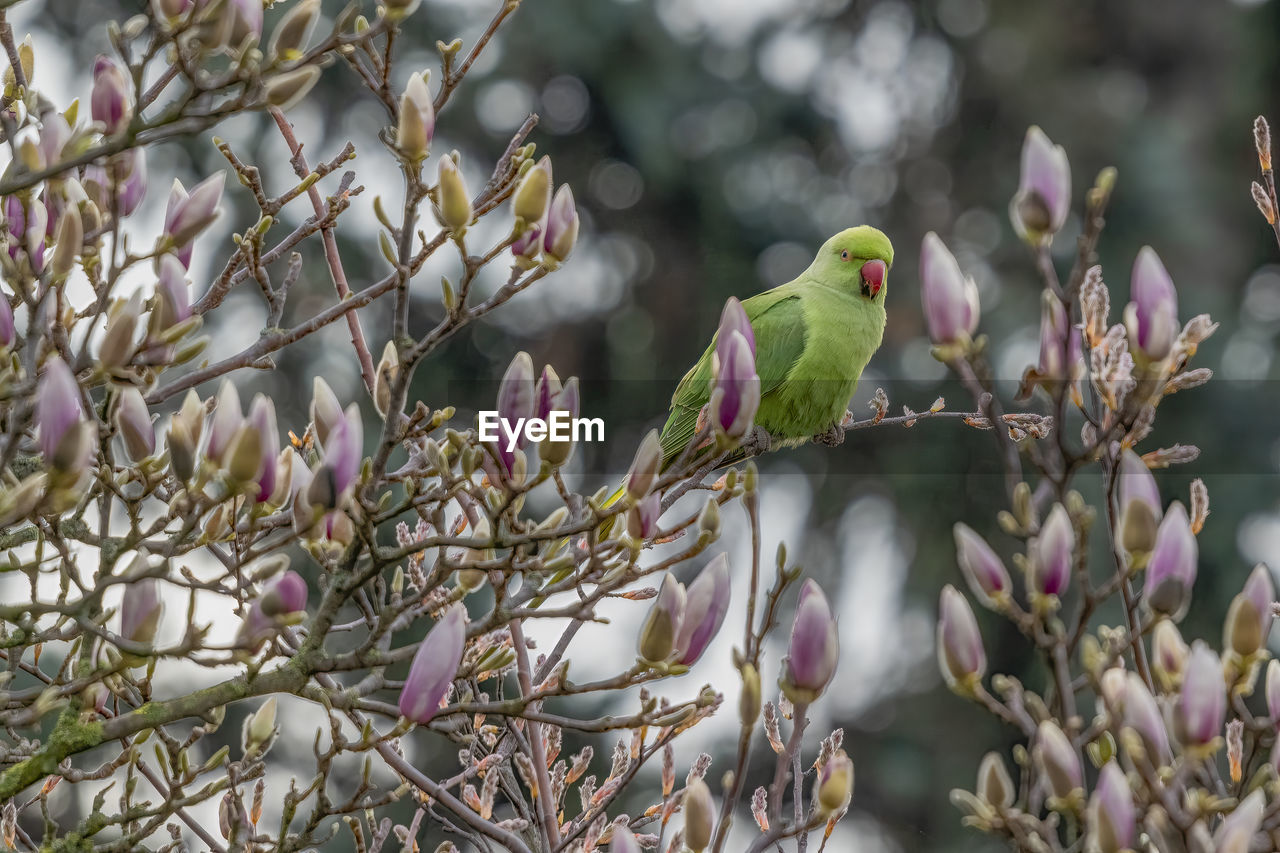animal themes, plant, animal, bird, branch, tree, animal wildlife, spring, flower, wildlife, nature, parrot, blossom, beauty in nature, one animal, perching, no people, parakeet, pink, pet, flowering plant, outdoors, day
