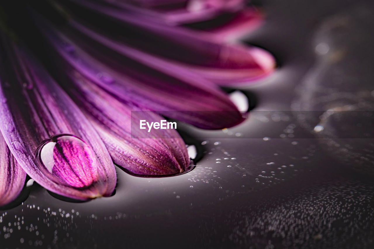 CLOSE-UP OF WET PURPLE FLOWER