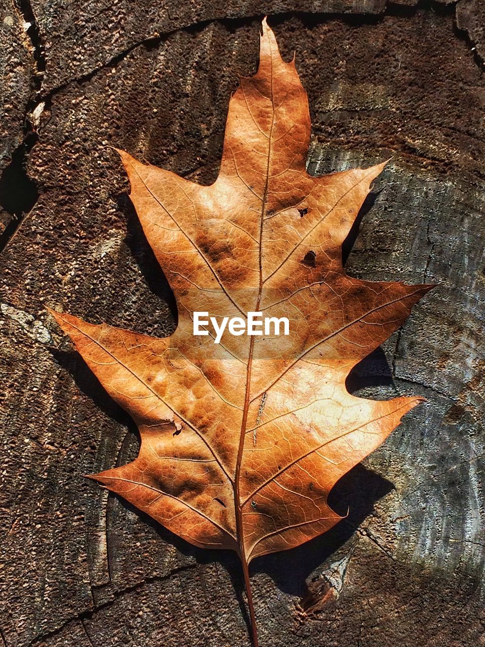 Close-up of maple leaf