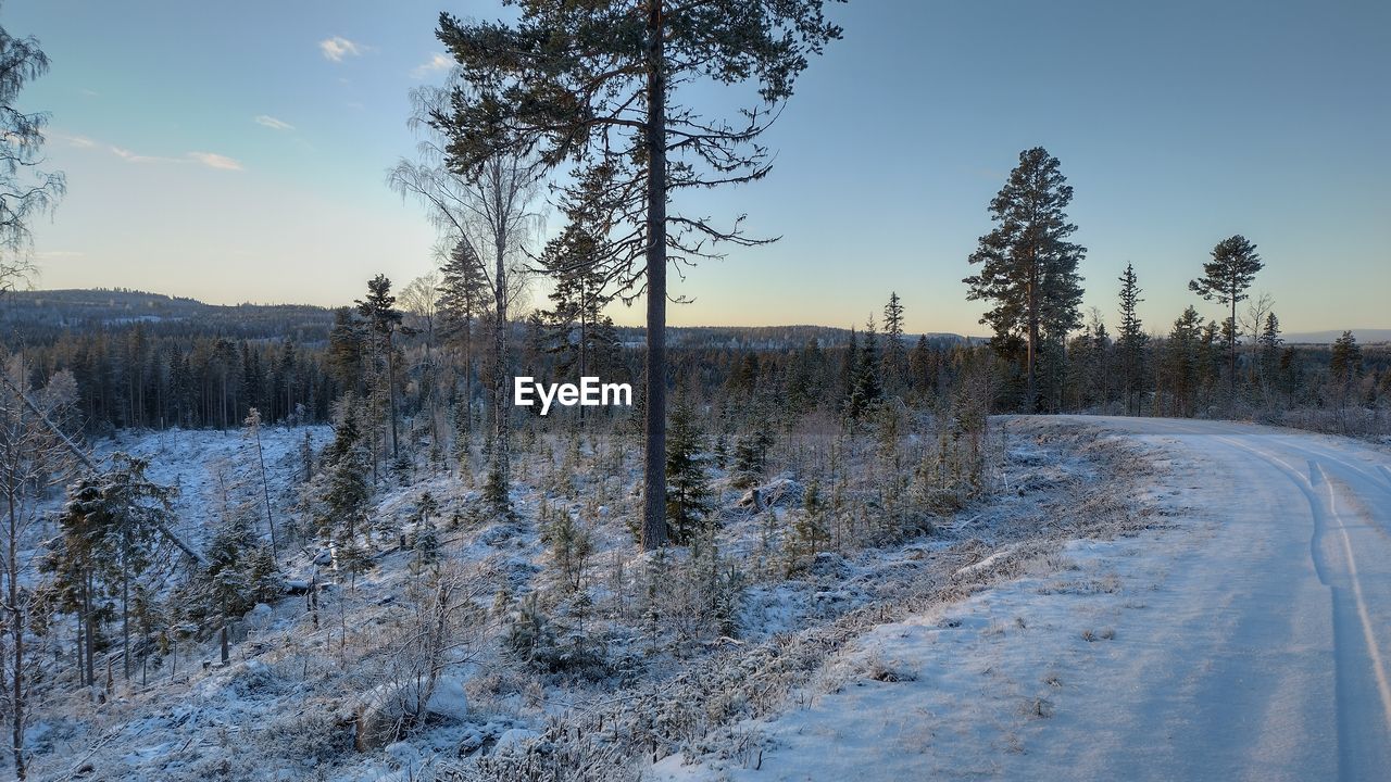 winter, tree, snow, cold temperature, plant, landscape, environment, sky, scenics - nature, nature, land, forest, beauty in nature, pine tree, coniferous tree, pinaceae, road, pine woodland, tranquil scene, tranquility, non-urban scene, no people, frozen, blue, frost, woodland, mountain, cloud, wilderness, white, transportation, rural scene, travel, outdoors, sunset, freezing, remote, evergreen tree, ice, day, natural environment, footpath, travel destinations, clear sky, idyllic, polar climate