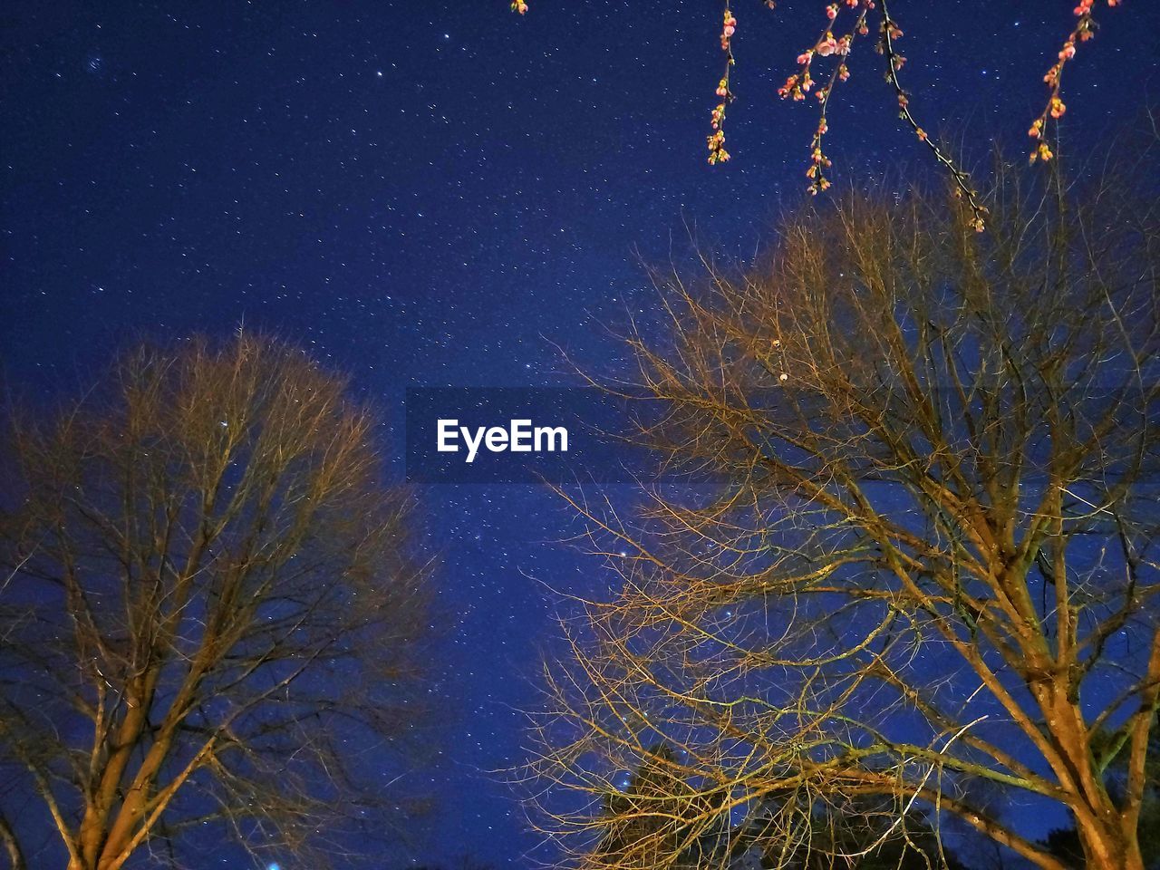 LOW ANGLE VIEW OF TREE AGAINST CLEAR SKY AT NIGHT