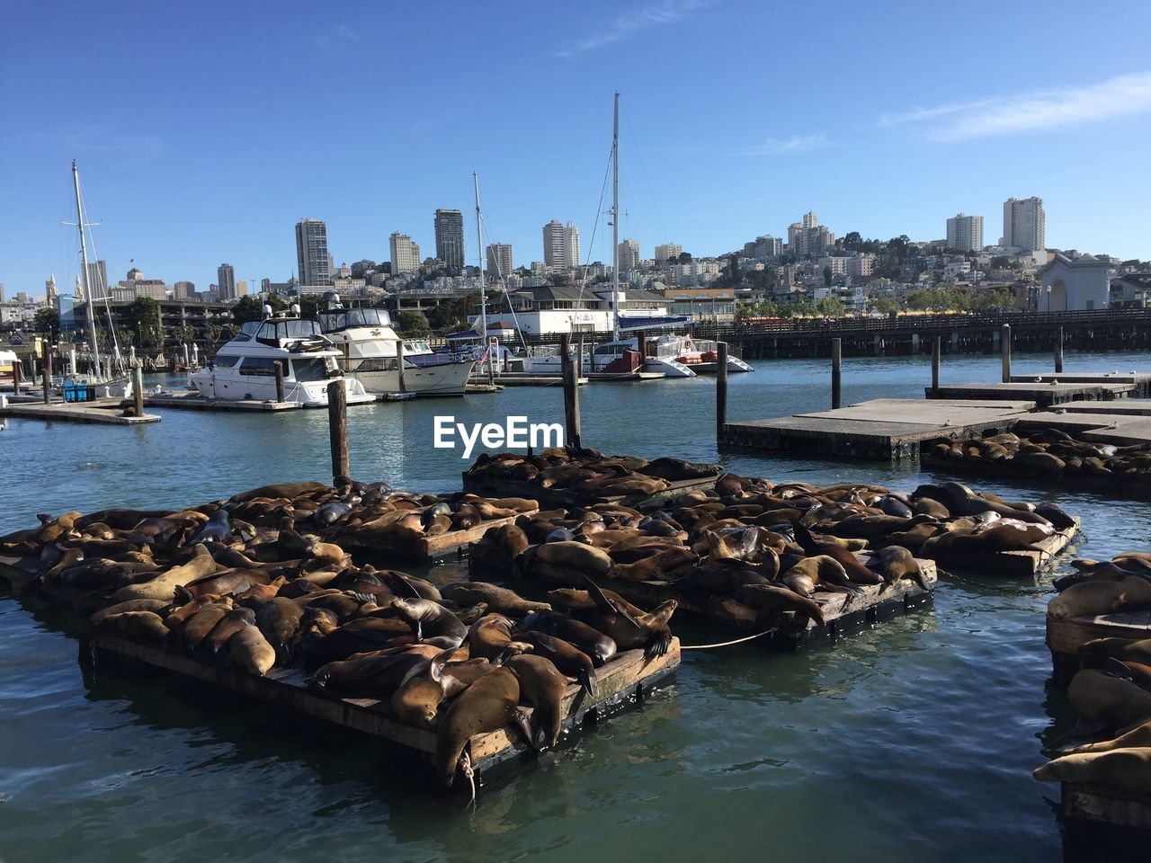 Seals resting on floating platform at harbor against sky