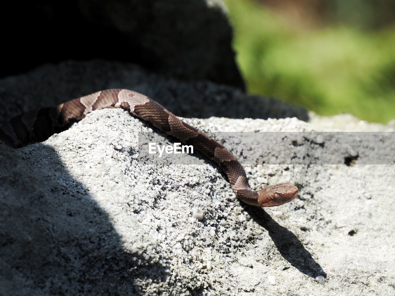 Close-up of a copperhead snake on rock