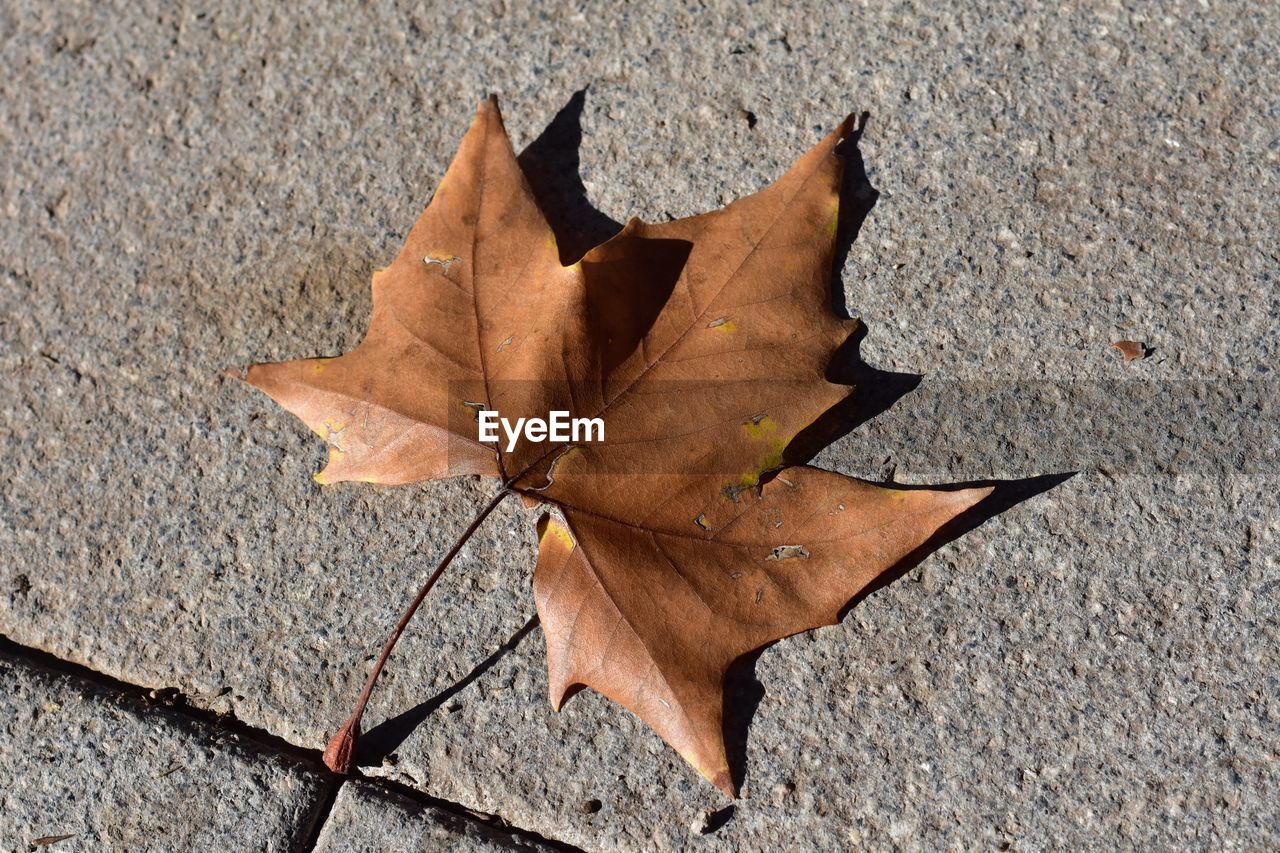 High angle view of maple leaf