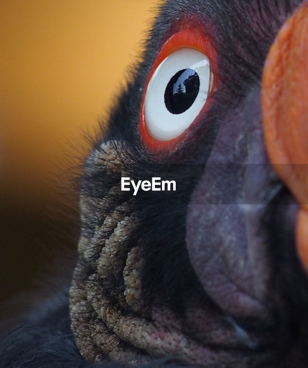 Close-up of bird eye