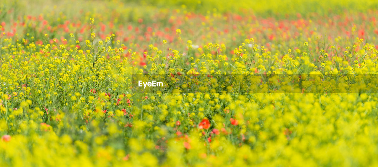 SCENIC VIEW OF YELLOW FLOWERING PLANTS ON FIELD