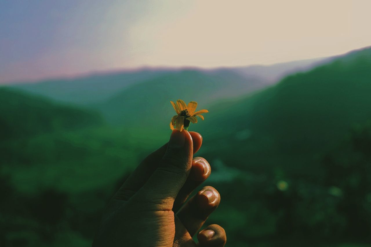 Close-up of hand holding plant against sky at sunset