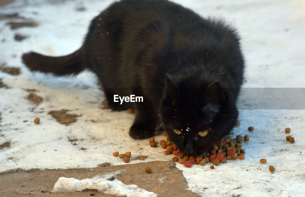 HIGH ANGLE VIEW OF BLACK CAT EATING