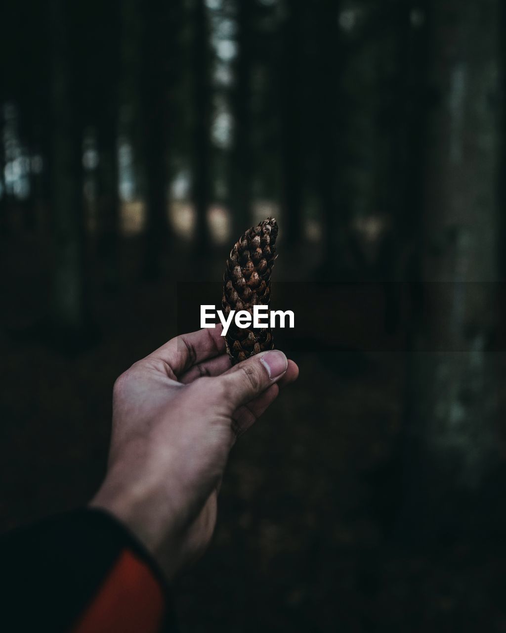 Close-up of hand holding pine cone against trees