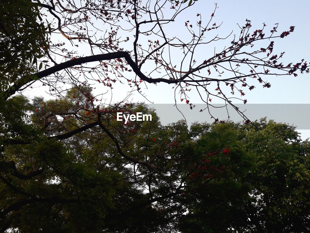 LOW ANGLE VIEW OF TREES AGAINST SKY