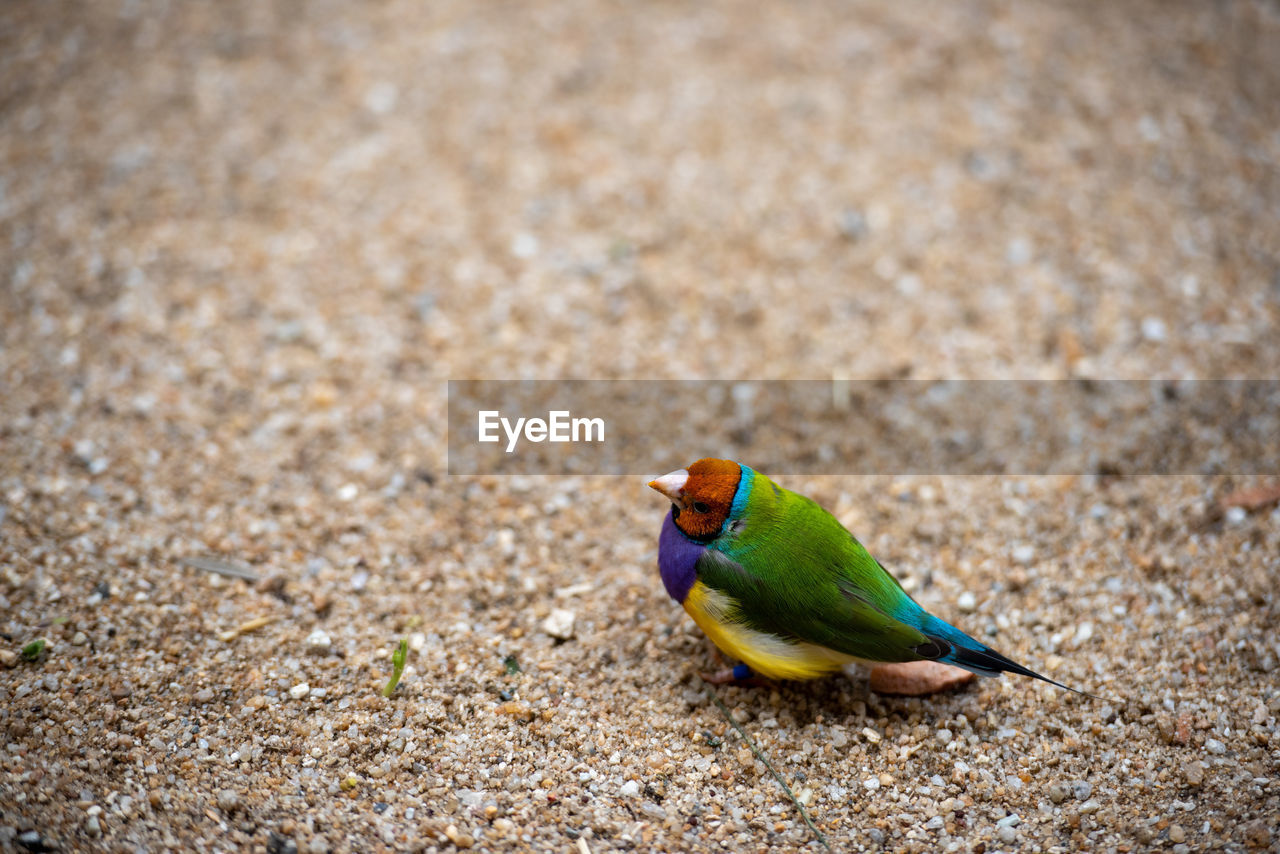 BIRD PERCHING ON A WOOD