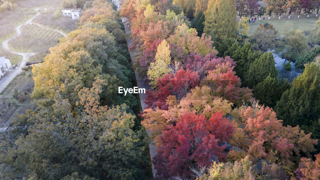 HIGH ANGLE VIEW OF TREES DURING AUTUMN