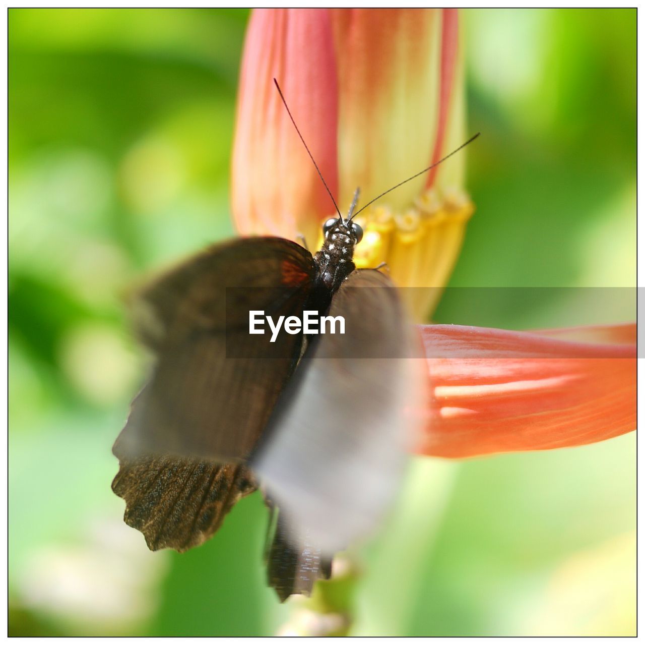 Close-up of butterfly on flower