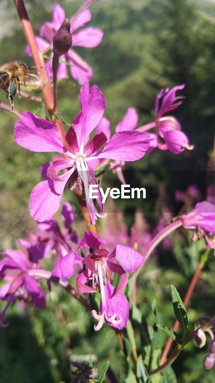 CLOSE-UP OF PINK FLOWERING PLANT DURING AUTUMN