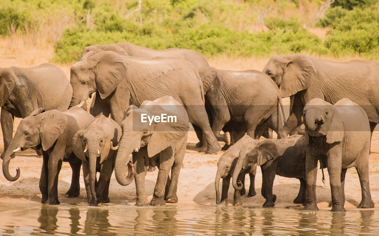 Elephants in the savanna of in zimbabwe, south africa